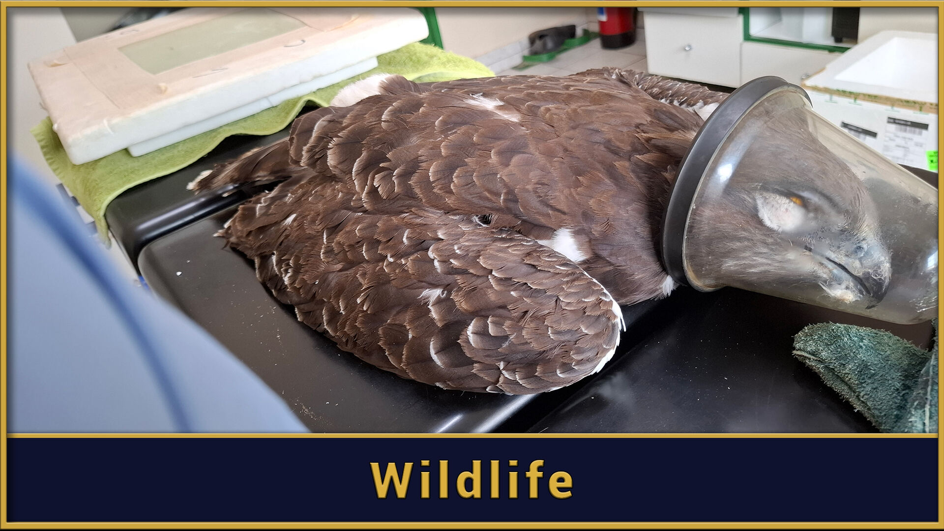 Wildlife